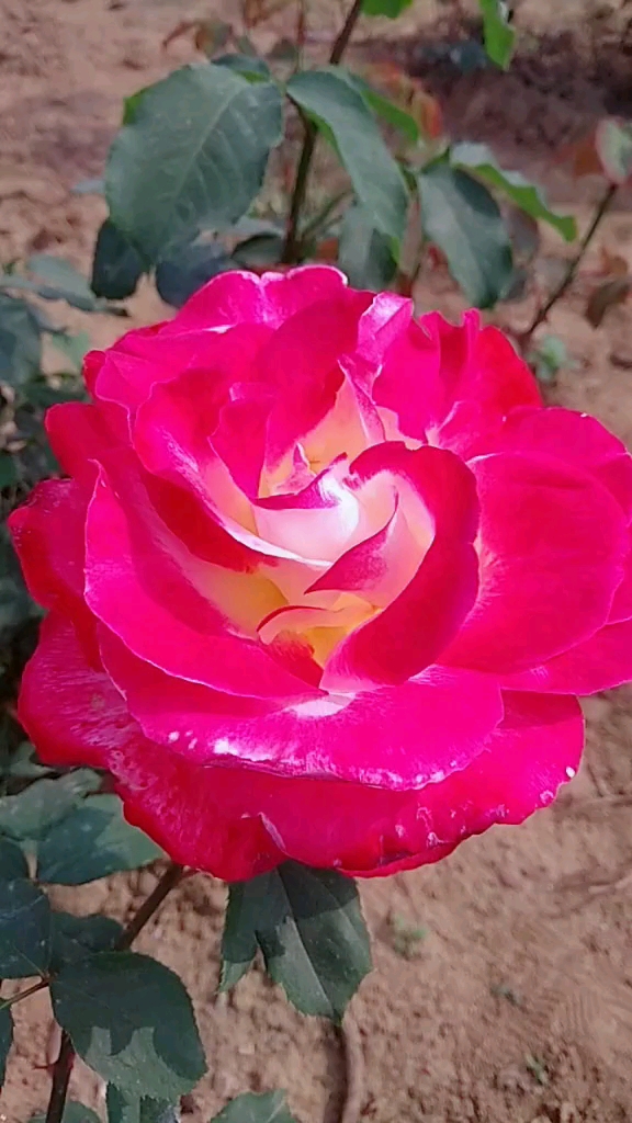 夏至已至#双色月季花