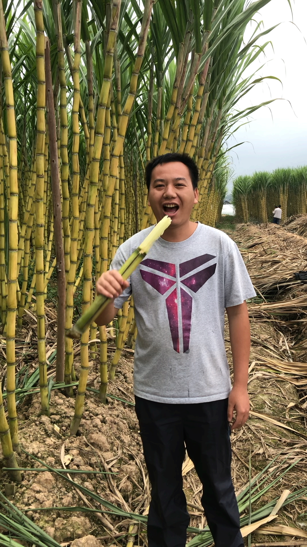 乡村生活#吃甘蔗的季节,这种黄金甘蔗很甜,比紫皮的好吃