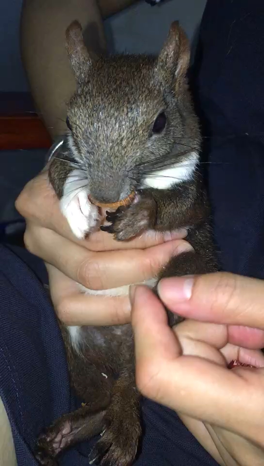 变异白爪子松鼠