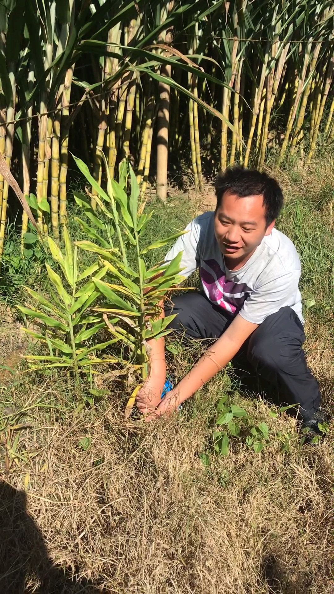 发现一颗野生小黄姜,非常新鲜,可以做辣味,姜糖
