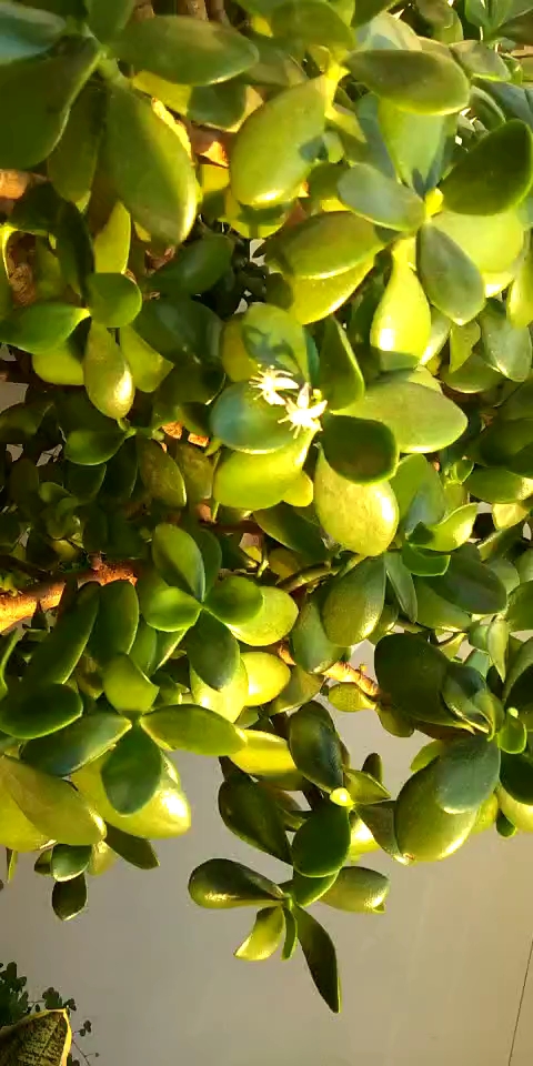 我养的八宝树开花了