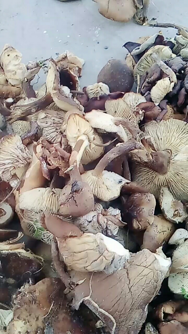 这种野生蘑菇也叫油蘑,味道鲜美爽滑.只有冬天有