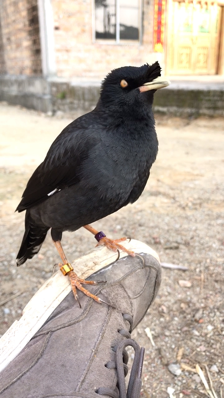 宠物最可爱的样子#乌鸦唱歌