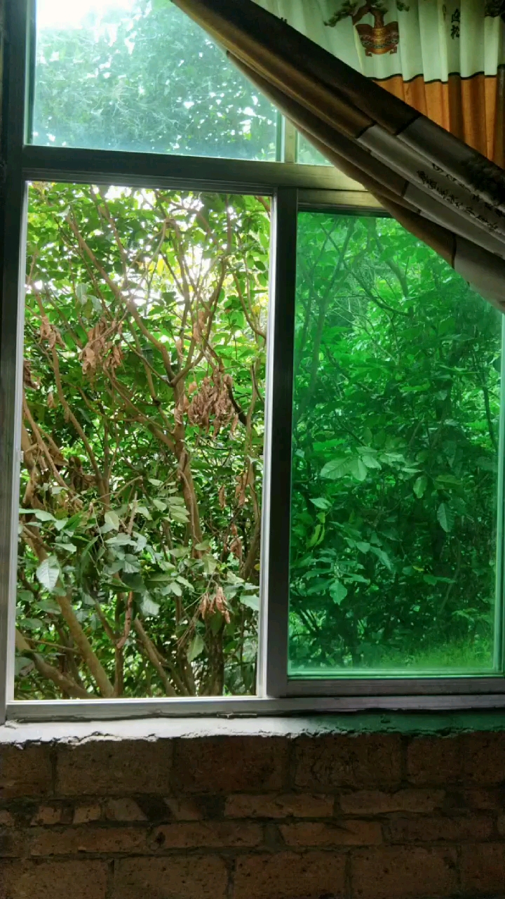 窗户风景绿油油