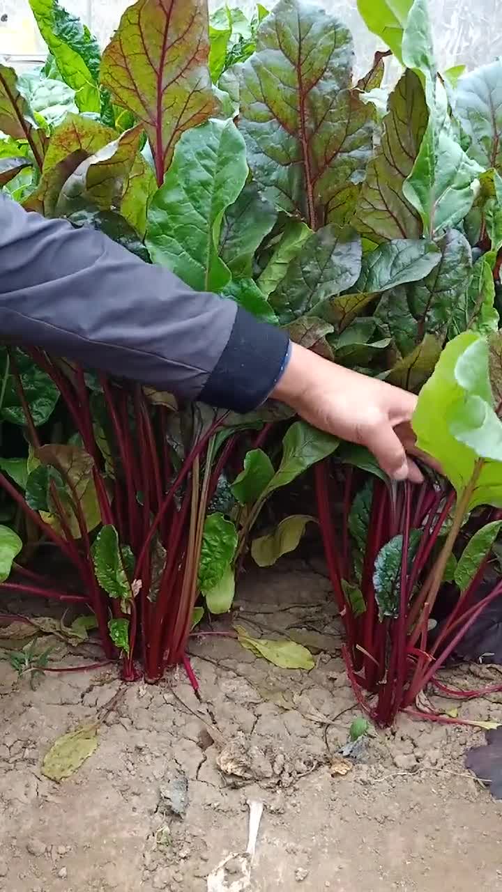 叶用红甜菜可以掰叶子吃,越掰长的越多-度小视