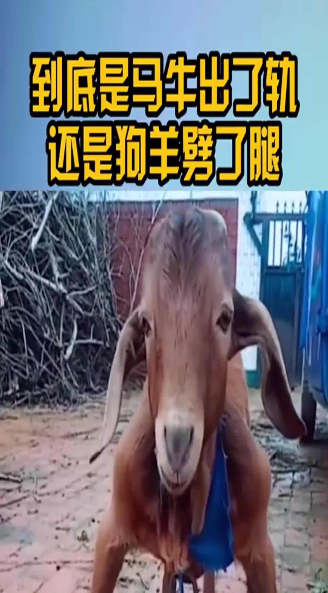 到底是马牛出了轨还是狗羊劈了腿