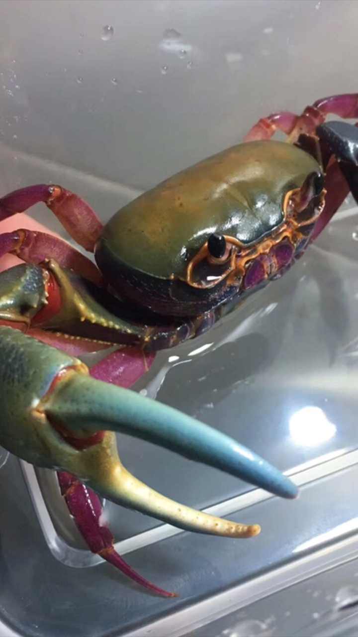 公母勾手蟹大尺寸