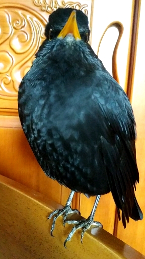 乌鸫#乌春的季节