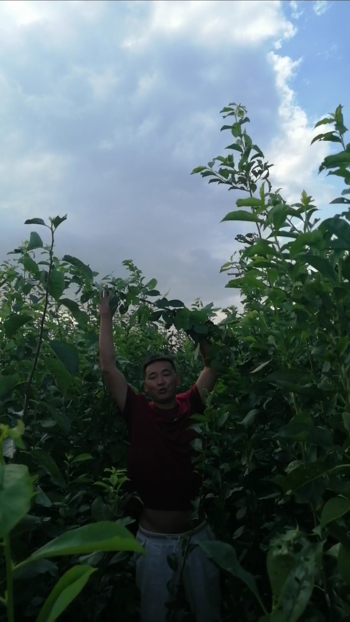 最耐寒的李子,龙园秋李