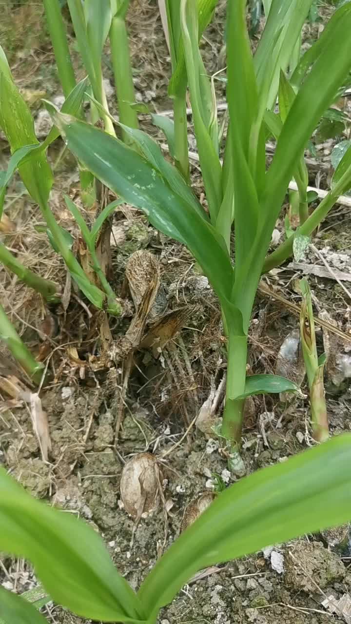 动物鸟世界#保护动物人人有责#甜象草