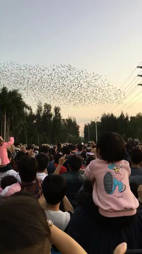 七夕喜鹊成群结队只为牛郎织女相会,这不是个传说!
