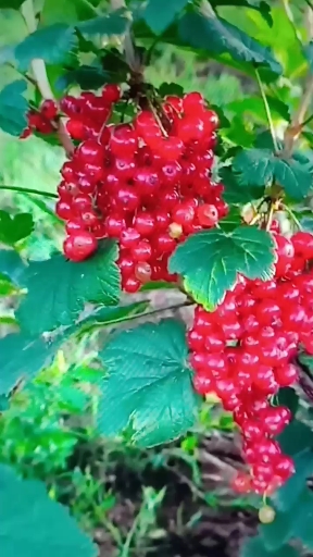 全民搞笑短剧#红加仑苗