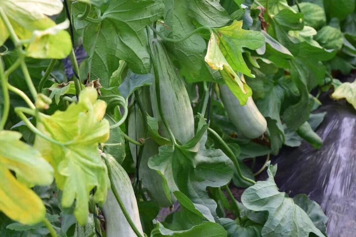 羊角蜜甜瓜,每年初春第一果, 皮薄如纸,瓜香味浓, 蜜汁四溢,开箱便瓜