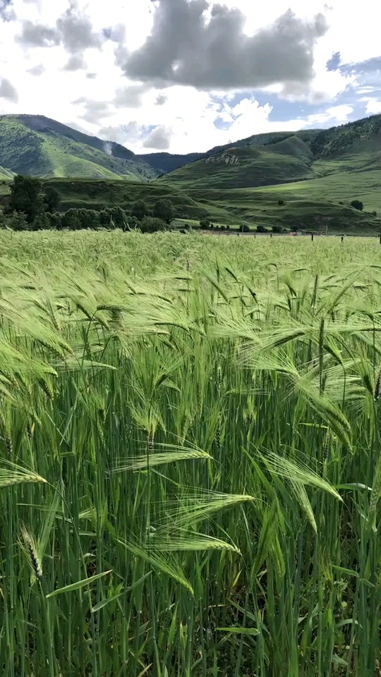 绿油油麦田风景说说图片