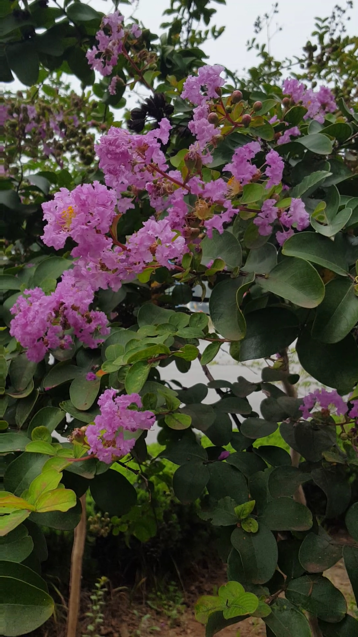 美丽的粉紫薇花树