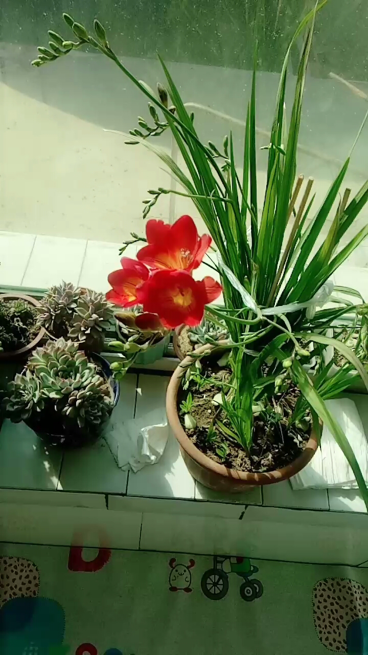 我的小雪兰开三朵小花花啦.