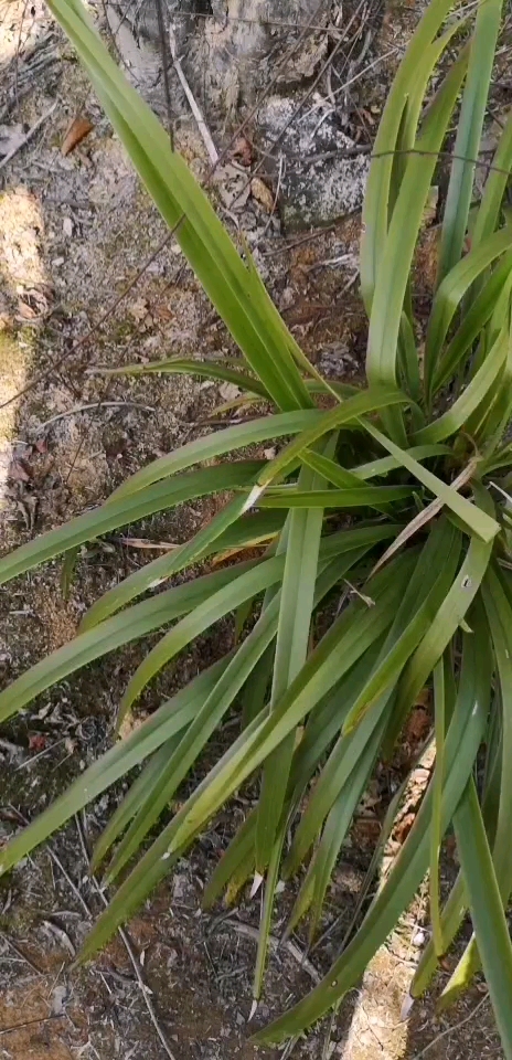 这叫华南谷精草,什么功效作用?你过见吗