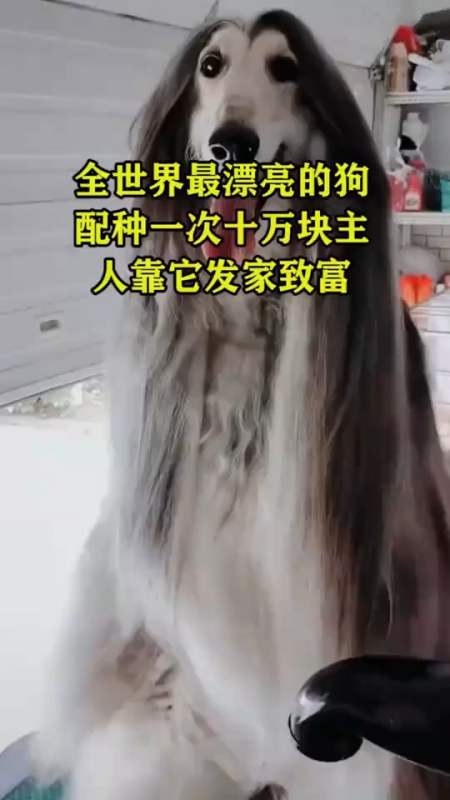 搞笑視頻#全世界最漂亮的狗配種一次十萬塊主任靠它發家致富