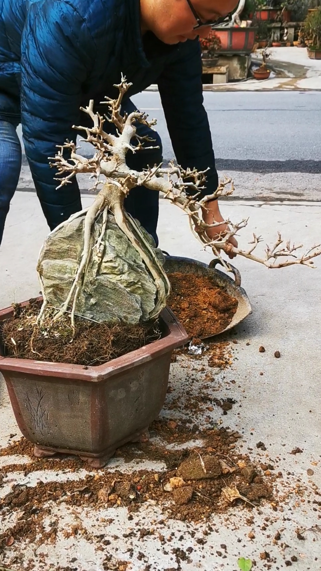 附石对节白蜡换盆后的效果