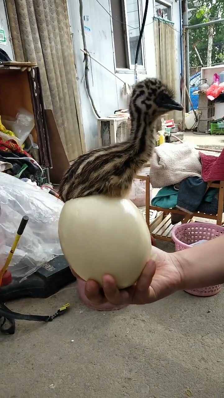 鸵鸟宝宝自己破壳而出,神奇的鸵鸟蛋.