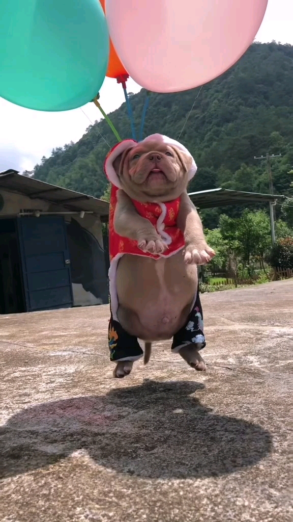 飞天狗还是第一次见