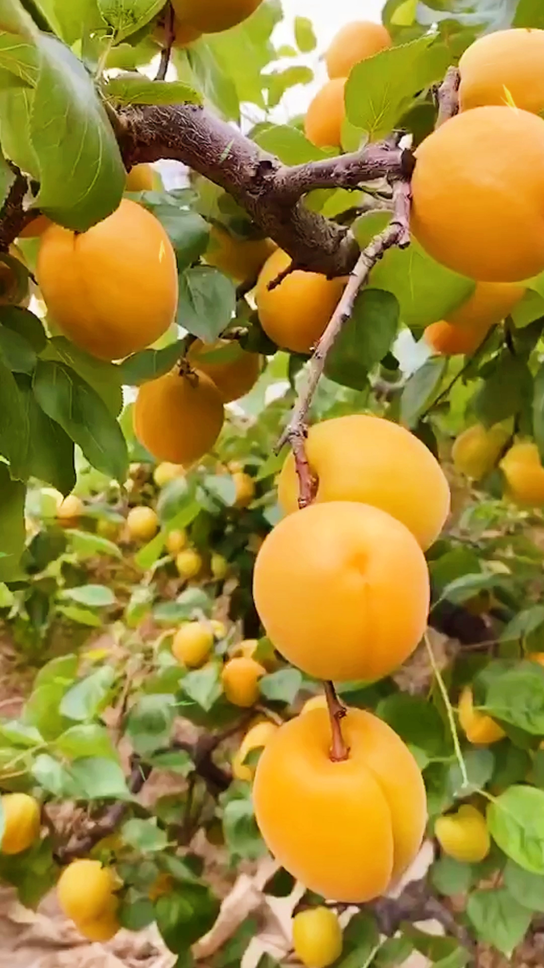 陕西大荔大棚大黄杏,金太阳杏