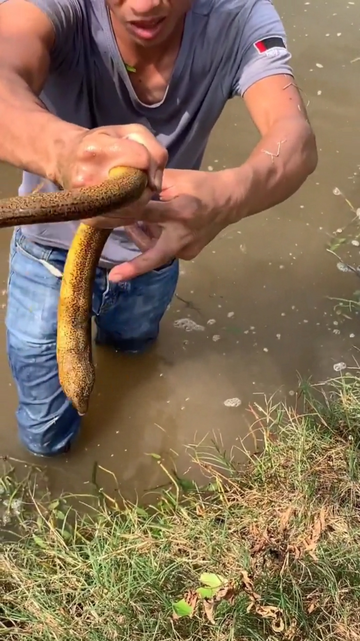 抓到大黄鳝