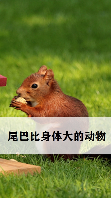 了解多彩的动物世界,尾巴比身体大的动物-度小视