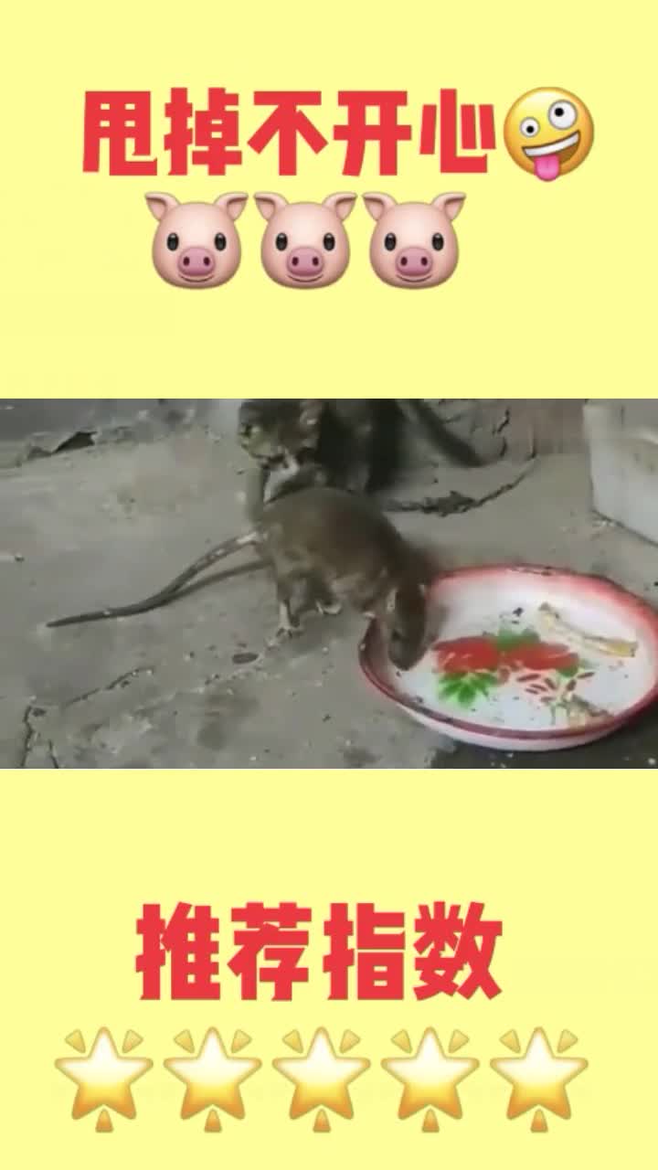 这是我们南方的老鼠,我想看看你们北方的