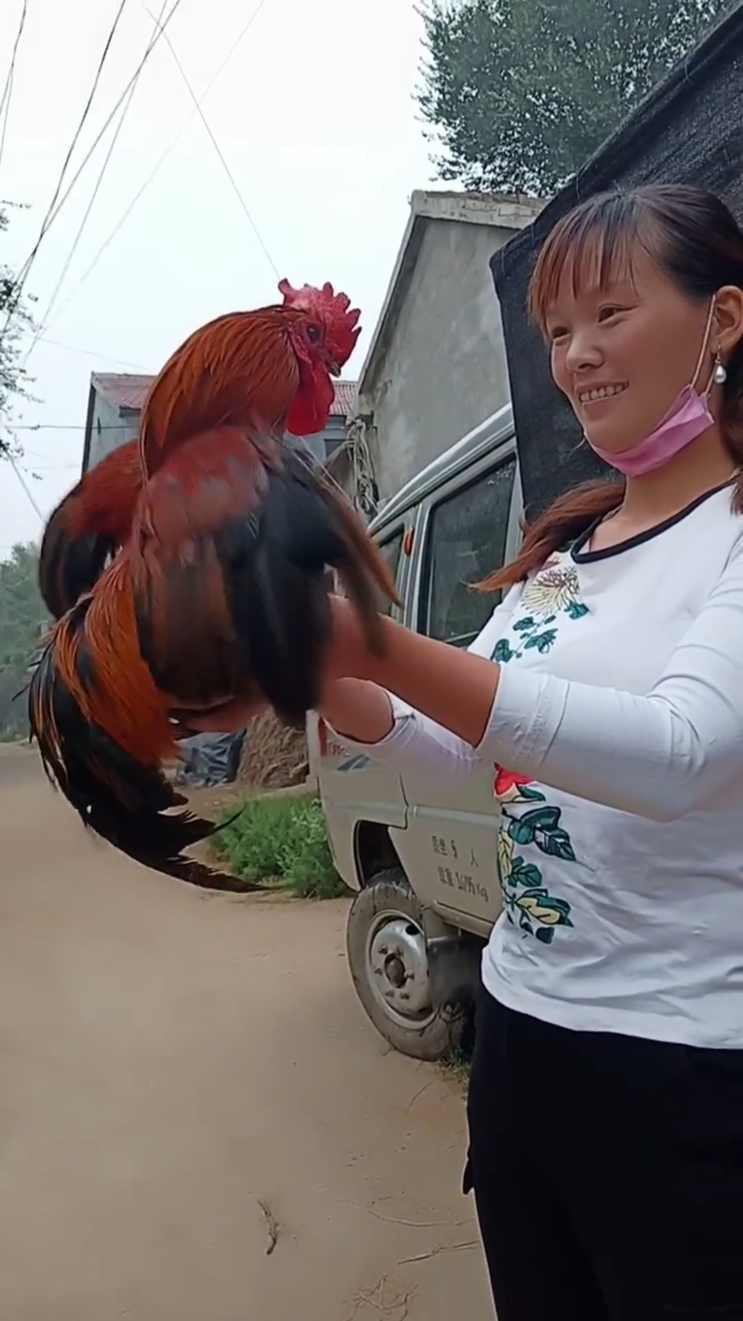 养鸡达人#美女养里大公鸡真有灵性