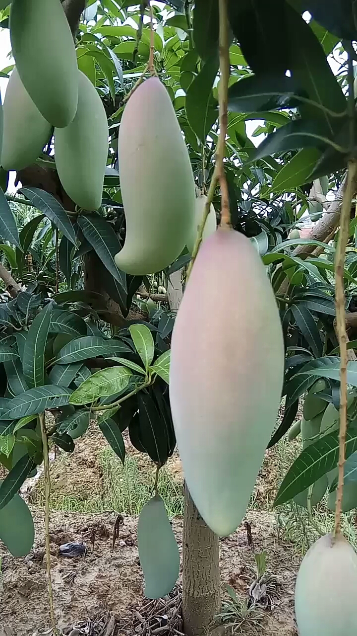 好大的红象牙芒果