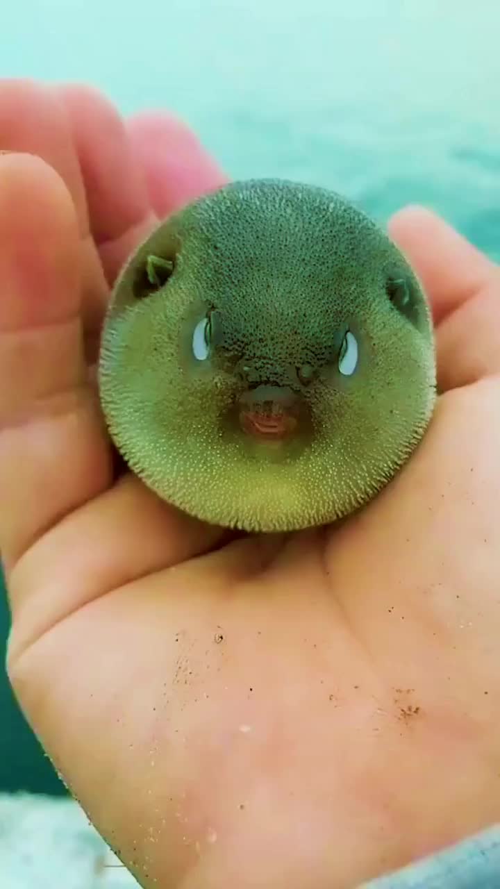 赶海捉到小河豚,逗它一下立马生气,太可爱了吧!