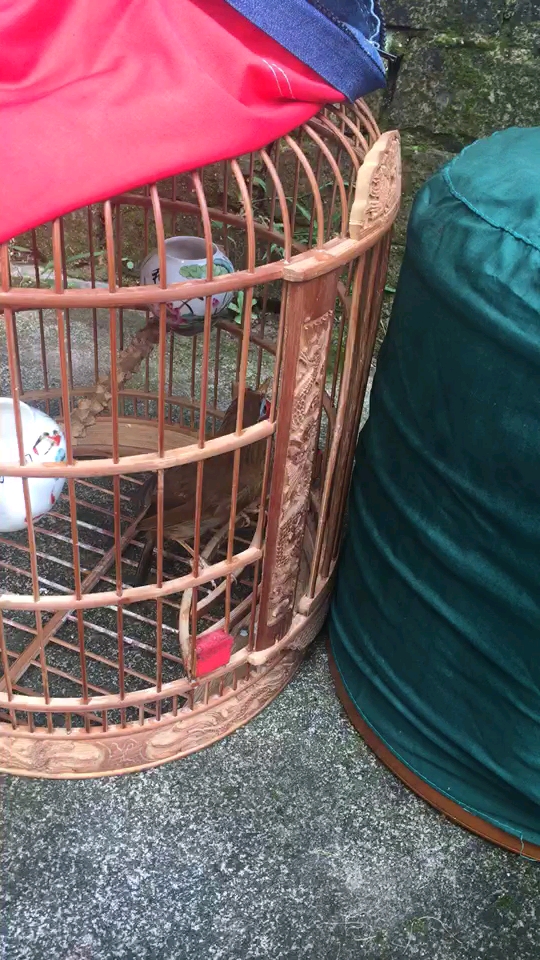 画眉鸟欣赏 你的鸡鸡也得这个模样吗