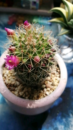 我的小花园#红花锦丸开花挺可爱