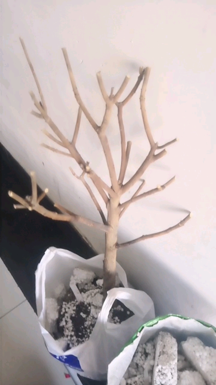 泡沫养花,一盆花一百多块钱,给我放半盆泡沫.