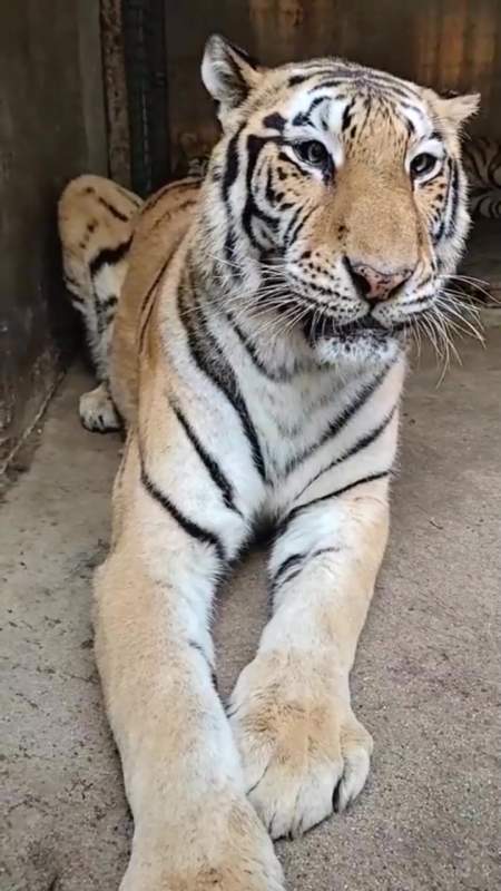 小伙不顾危险挑逗母老虎,张嘴瞬间看到了真实长度