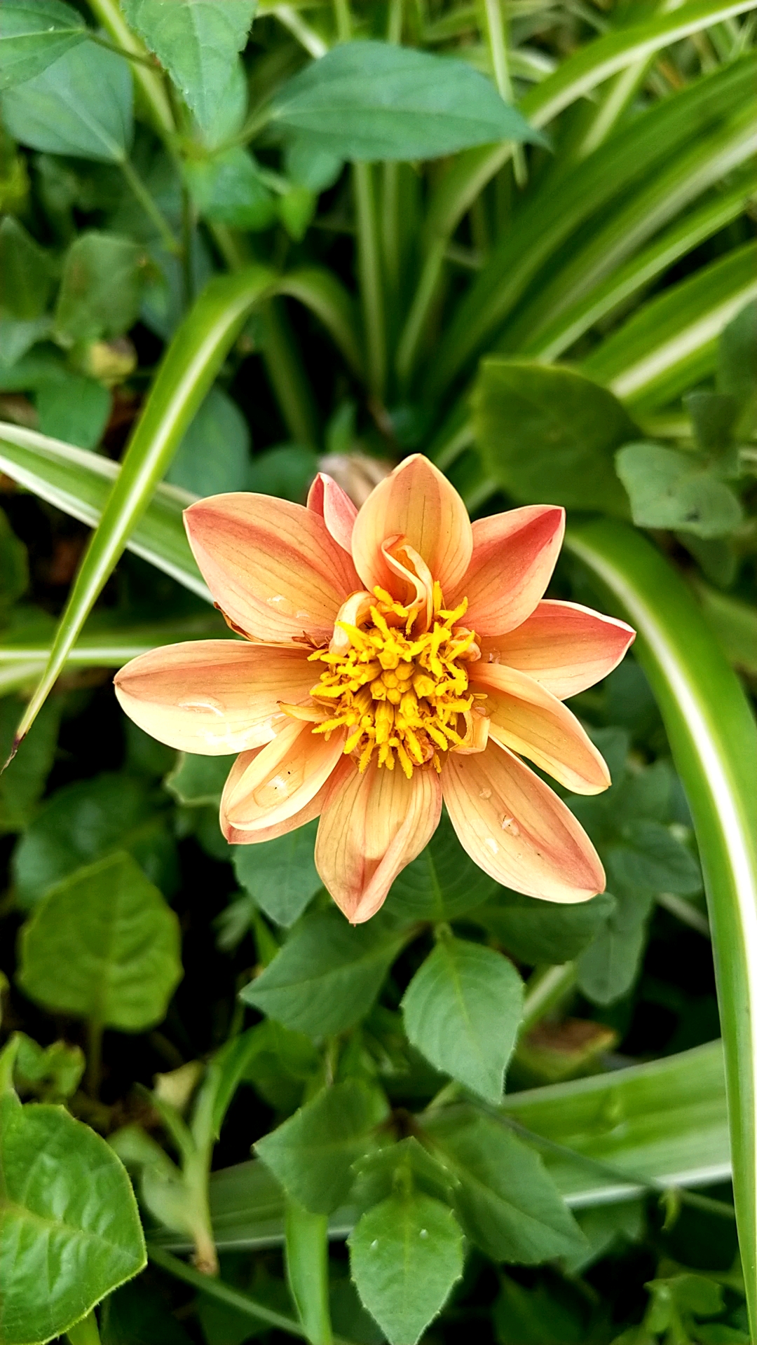 清唱一首歌#清晨,花草最美