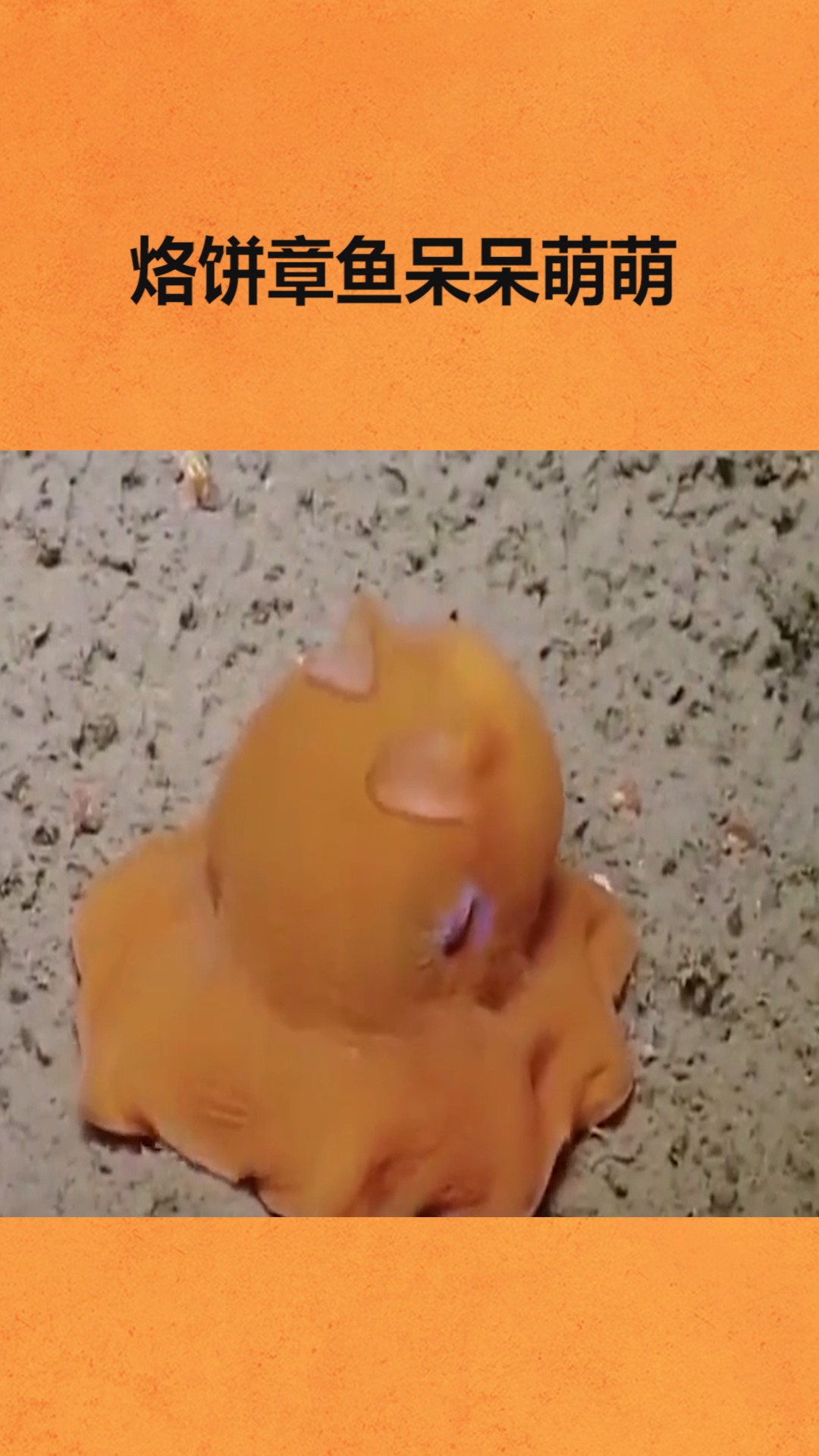 我要上热门#烙饼章鱼呆呆萌萌