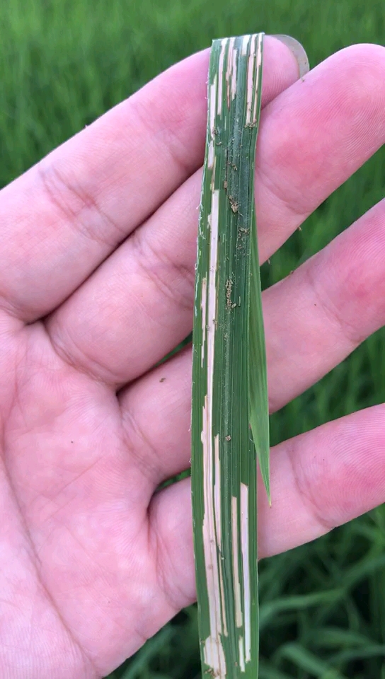 #乡村生活#水稻病虫害识别之稻纵卷叶螟危害.大家来看看