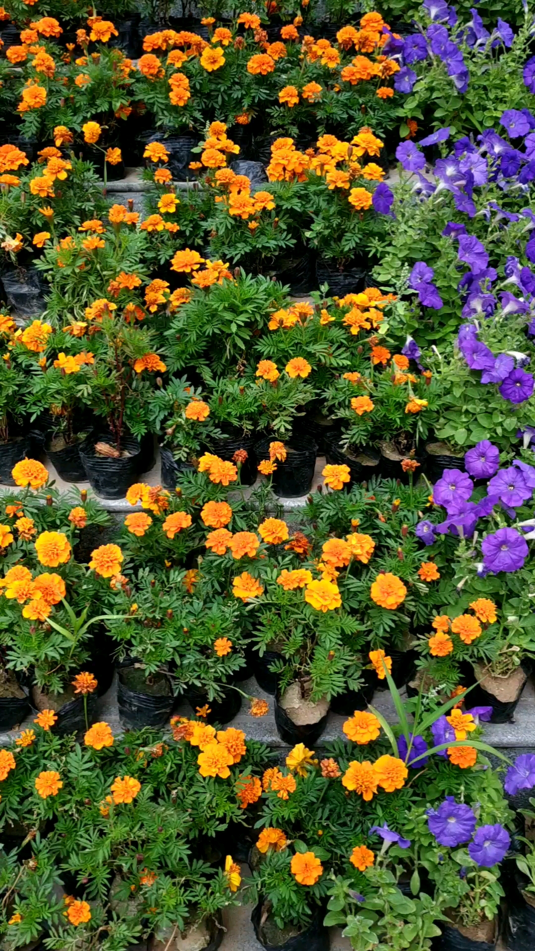 我的小花园#花各种各样