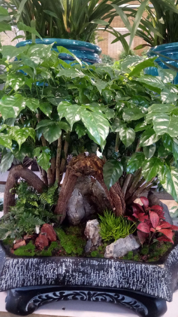 最美人间四月天#人人都喜欢的组合盆景!