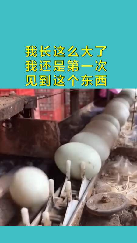 我长这么大了 我还是第一次 见到这个东西