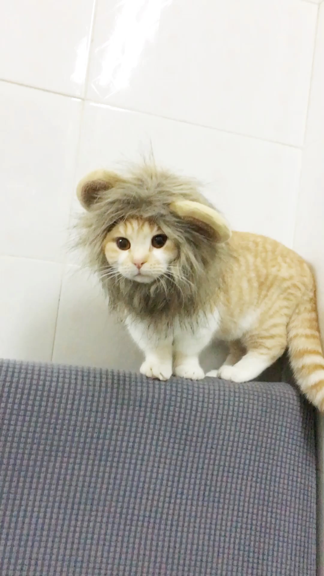 2019,立个新年flag#猫咪变狮子,萌炸惹!