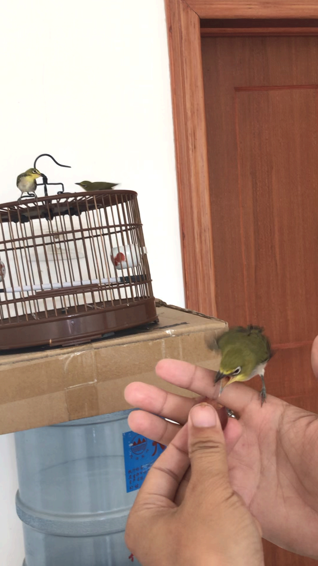 秀眼鸟叫远训练