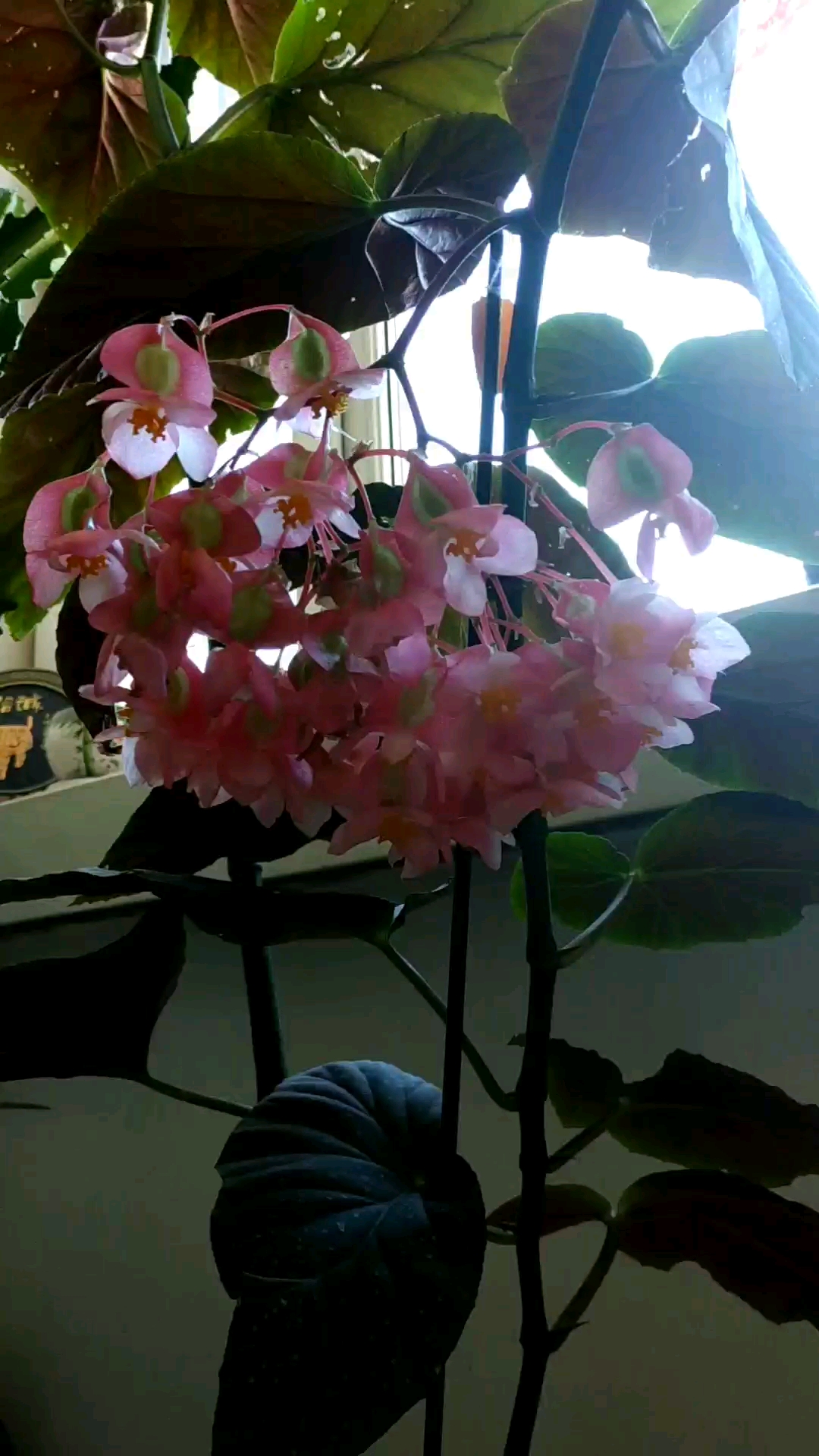 我家的银星秋海棠