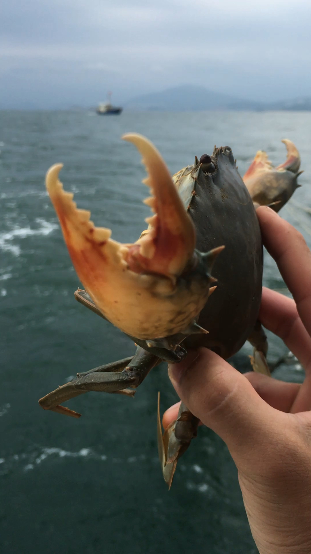 这螃蟹夹到手指都没了