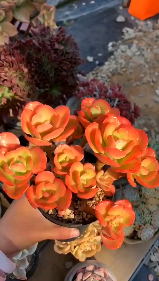 这丸叶红梅的颜色美极了.