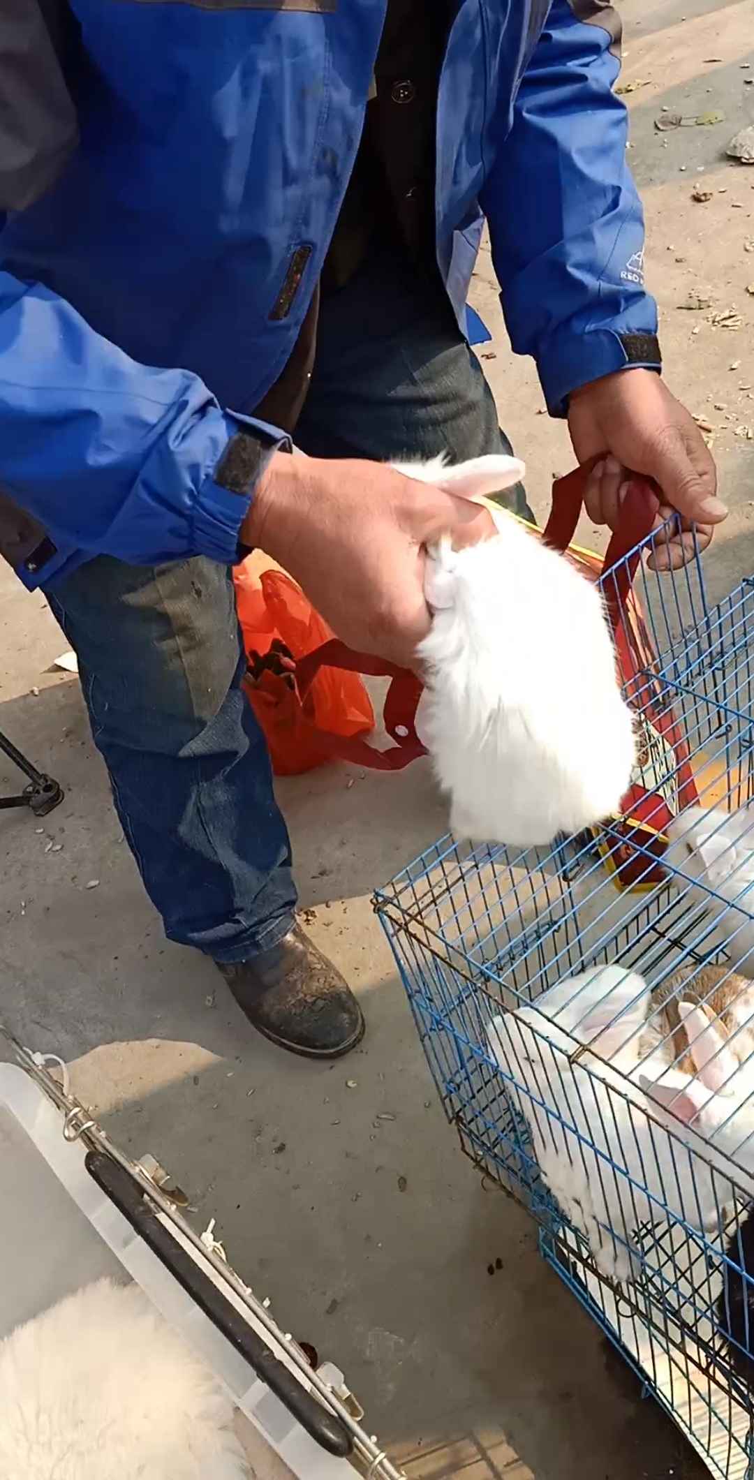 乡村生活#卖兔子兔子兔子的!