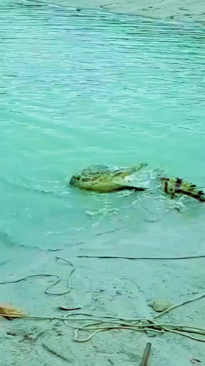 鳄鱼咬住手臂死亡翻滚图片
