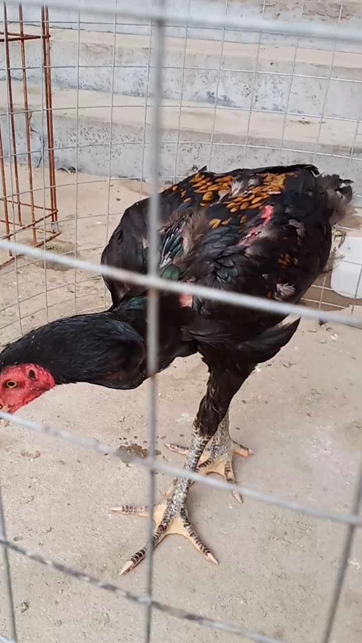 斗鸡小黄盖沙 喜欢的点个爱再走吧